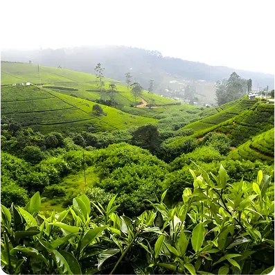 Line2 Image 13