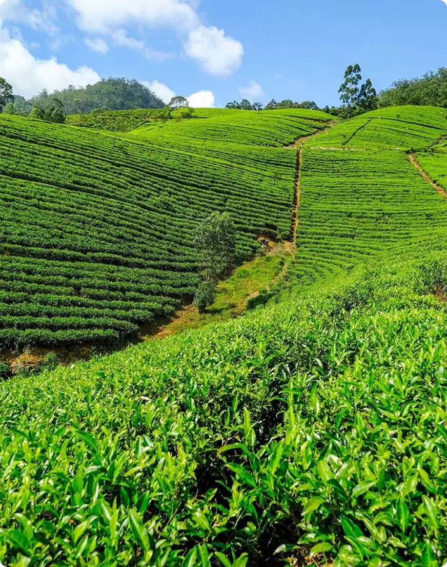 Day 7: Nuwara Eliya