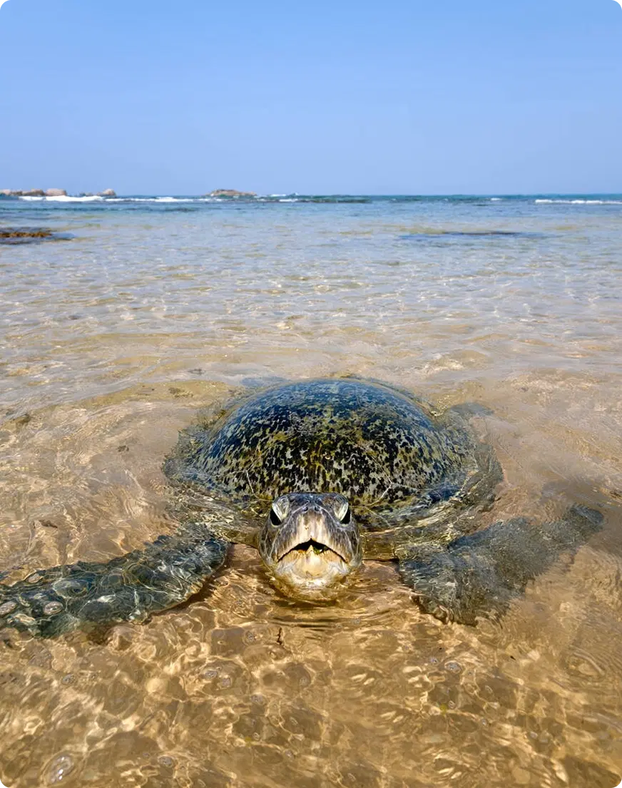 Day 9: Hikkaduwa