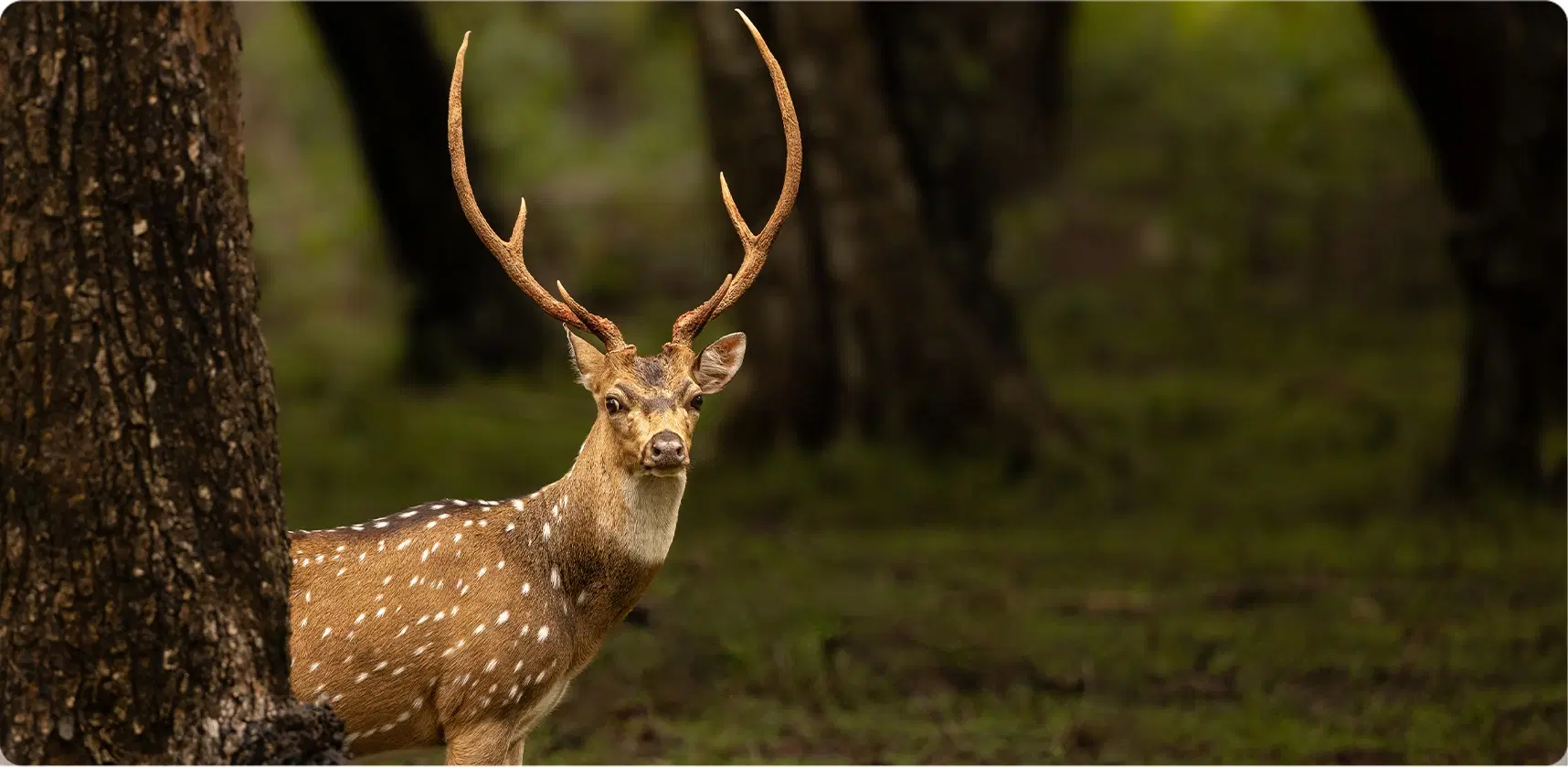 Wild Wonders