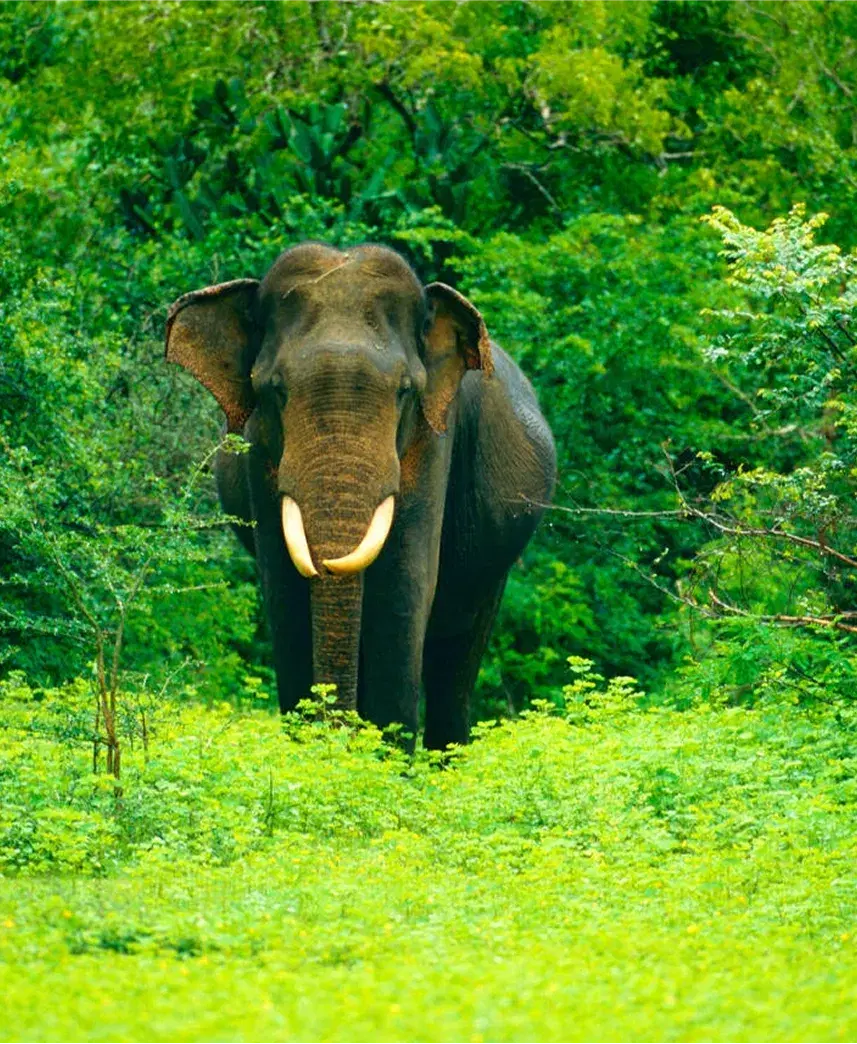 Yala National Park