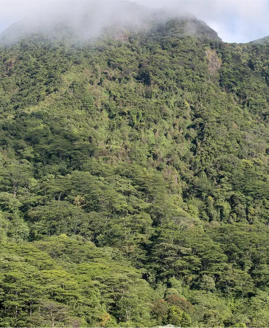 Knuckles Mountain Range