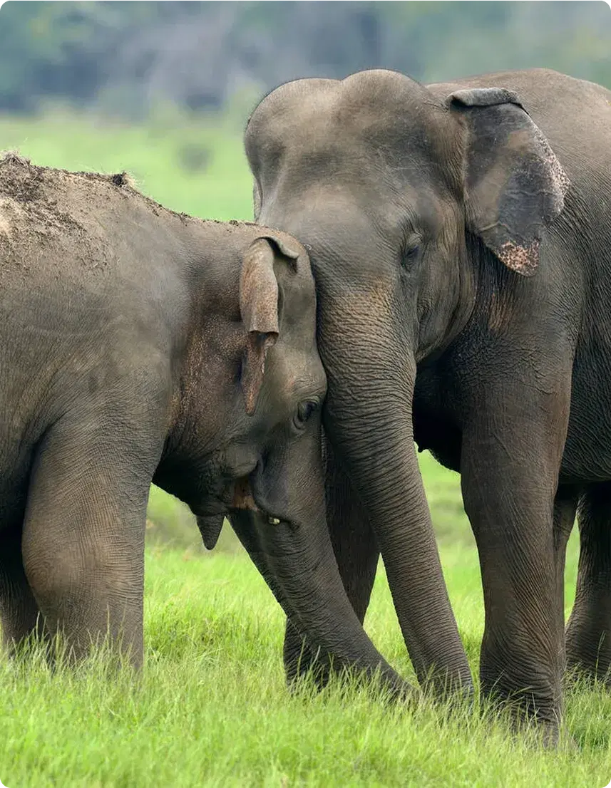 Day 1: Colombo Airport To Wilpattu