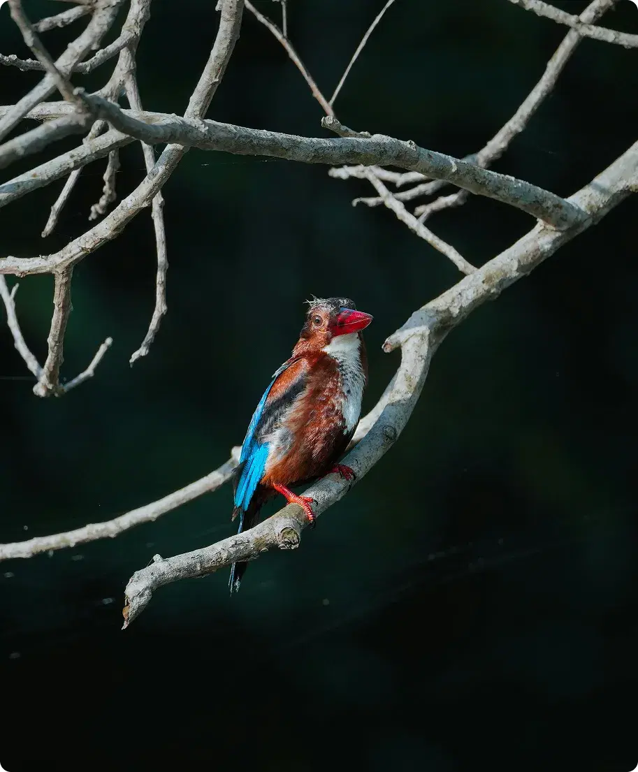 Day 6: Minneriya To Ohiya