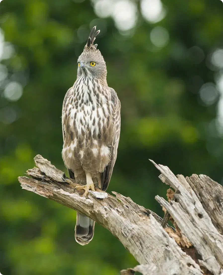 Day 9: Ohiya To Yala