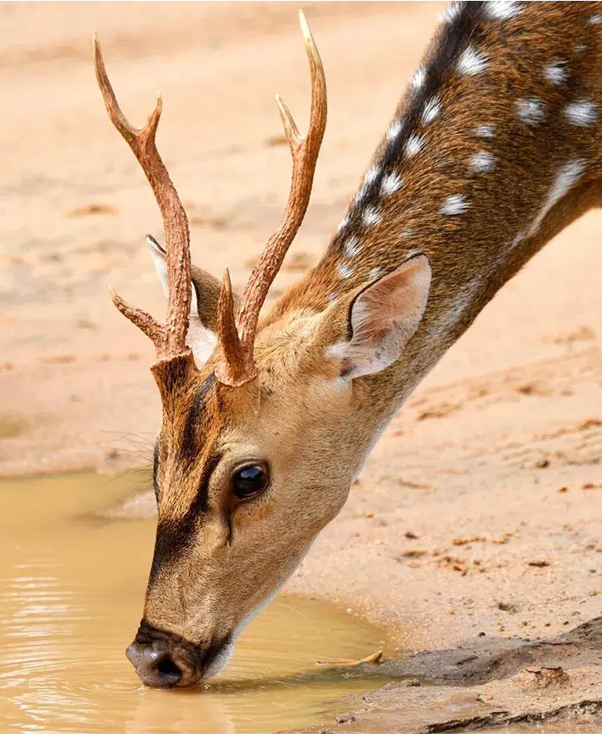 Wilpattu National Park