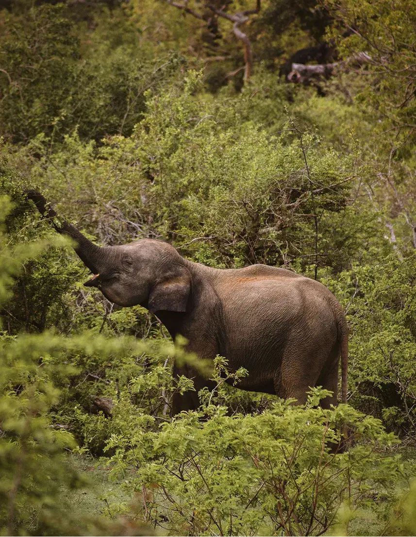 Yala National Park